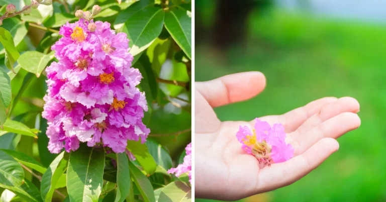 Lagerstroemia Speciosa, Queen's crape myrtle, banaba, Pride of India, Banaba trees