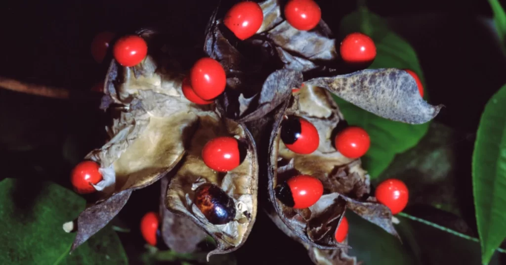 How to Grow Abrus Precatorius in India? 2 Abrus precatorius