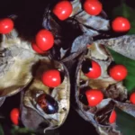 How to Grow Abrus Precatorius in India? 9 Abrus precatorius