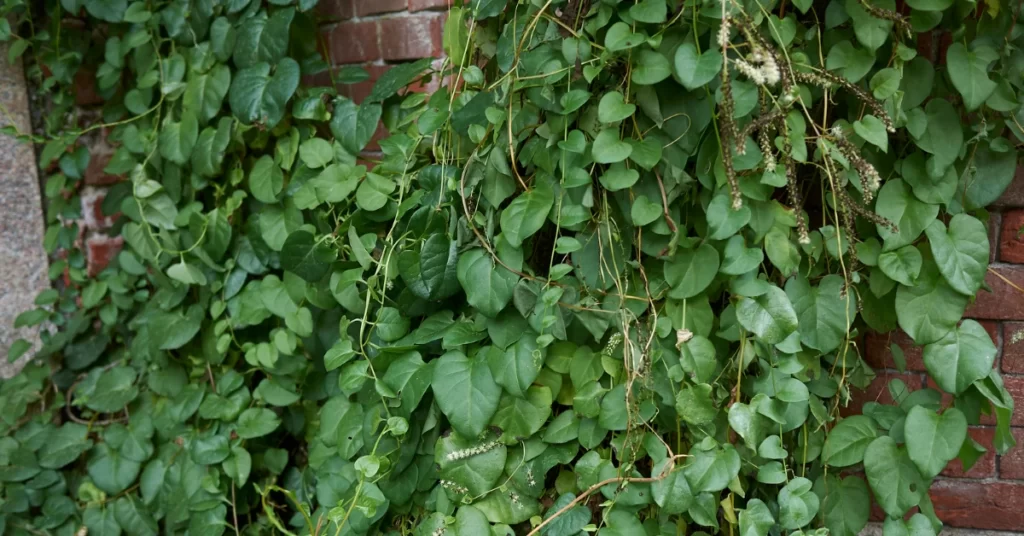 How to Grow Anredera Cordifolia (Madeira Vine) in India? 7 Anredera Cordifolia, Madeira vine