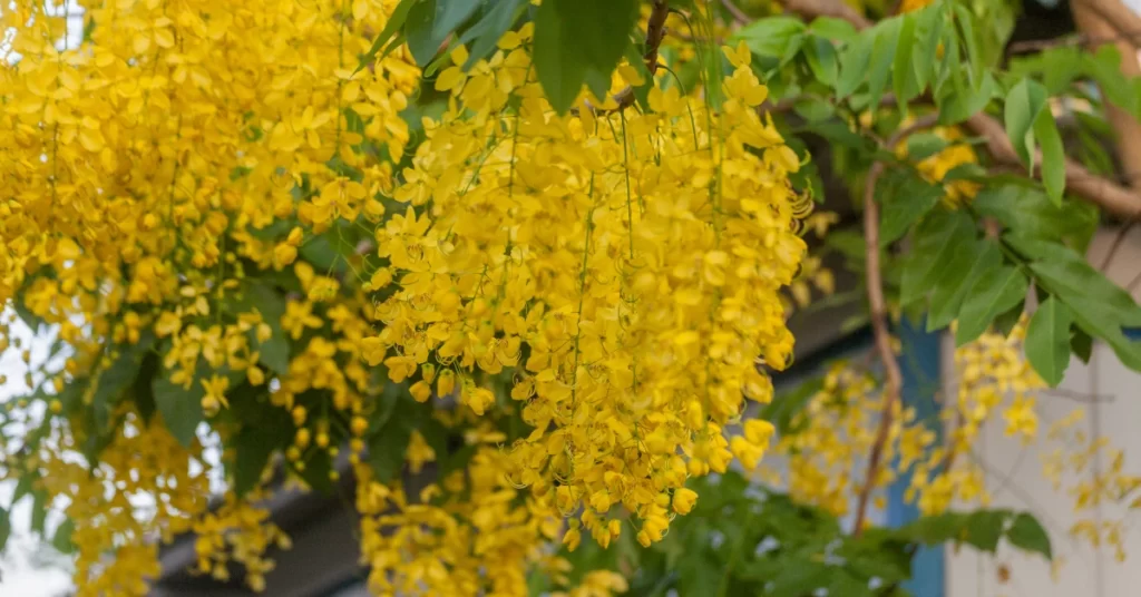 Golden Shower Tree Grow and Care | Cassia Fistula Propagation 4 Golden Shower Tree, Cassia Fistula