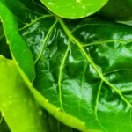 How to Grow Polyscias Scutellaria? 11 Polyscias Scutellaria, Fabian aralia, shield aralia