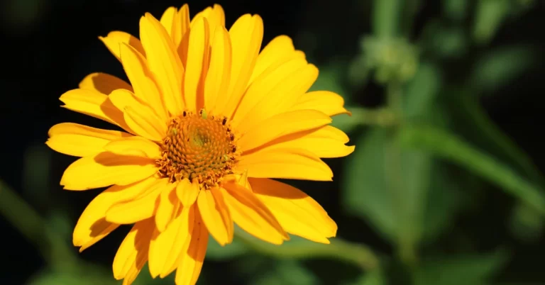 Verbesina encelioides, golden crown beard, wingstem