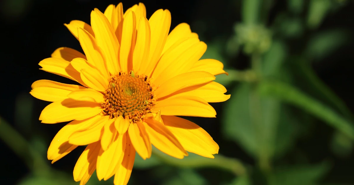 Verbesina encelioides, golden crown beard, wingstem