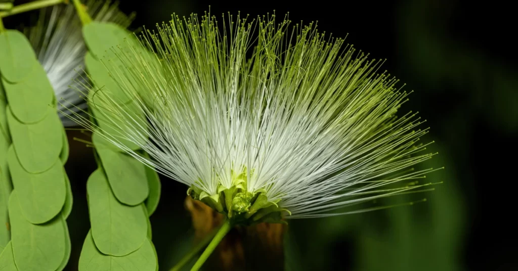 How to Grow Albizia Lebbeck | Indian Siris Care 2 Albizia Lebbeck, Indian Siris, Woman’s Tongue Tree, pink siris,Shirish