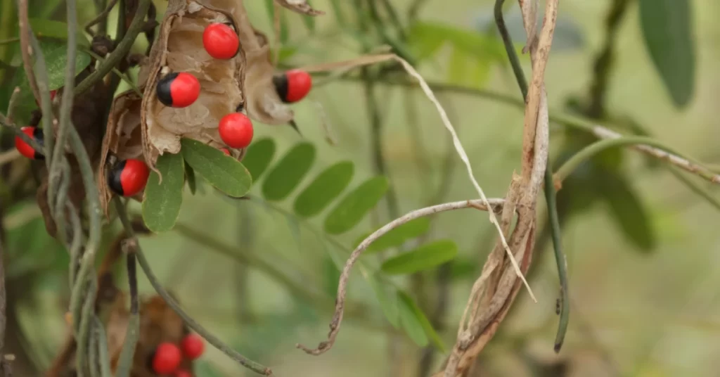 How to Grow Abrus Precatorius in India? 5 Abrus precatorius