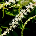 How to Grow Anredera Cordifolia (Madeira Vine) in India? 12 Anredera Cordifolia