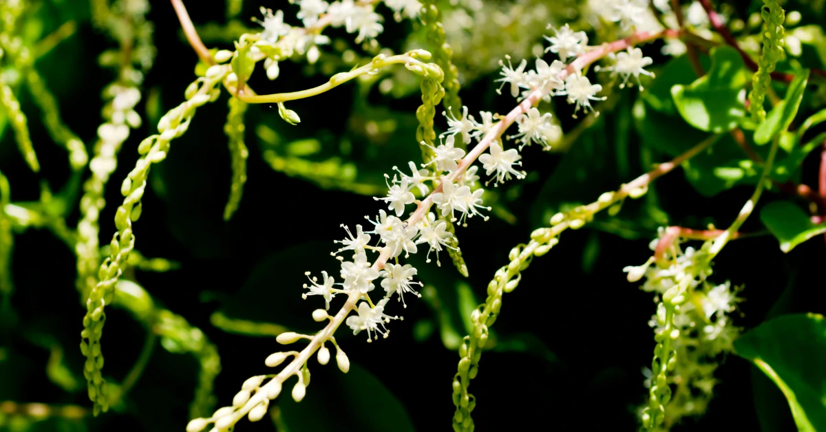 How to Grow Anredera Cordifolia (Madeira Vine) in India? 1 Anredera Cordifolia