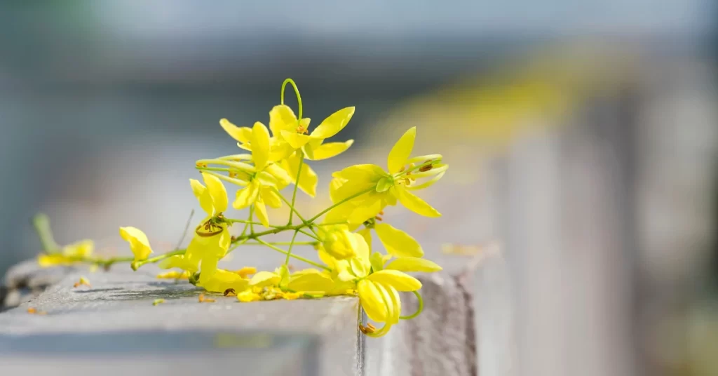 Golden Shower Tree Grow and Care | Cassia Fistula Propagation 3 Golden Shower Tree, Cassia Fistula