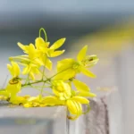 Golden Shower Tree Grow and Care | Cassia Fistula Propagation 10 Golden Shower Tree, Cassia Fistula