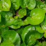 How to Grow Polyscias Scutellaria? 10 Polyscias Scutellaria, Fabian aralia, shield aralia