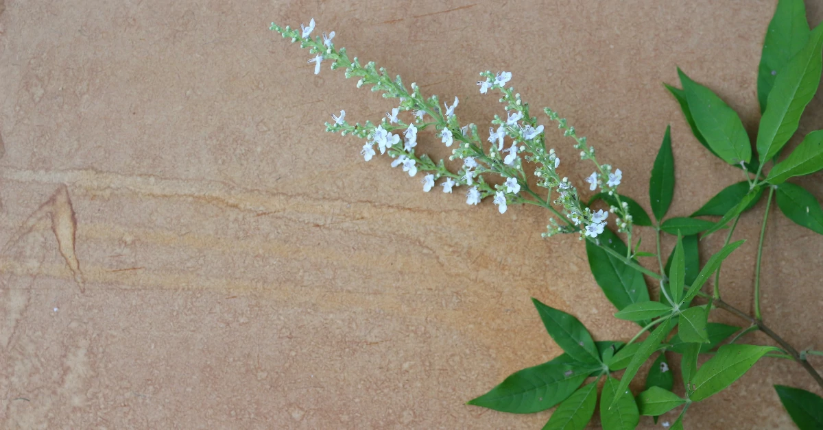How to Propagate Vitex Negundo 1 Vitex Negundo