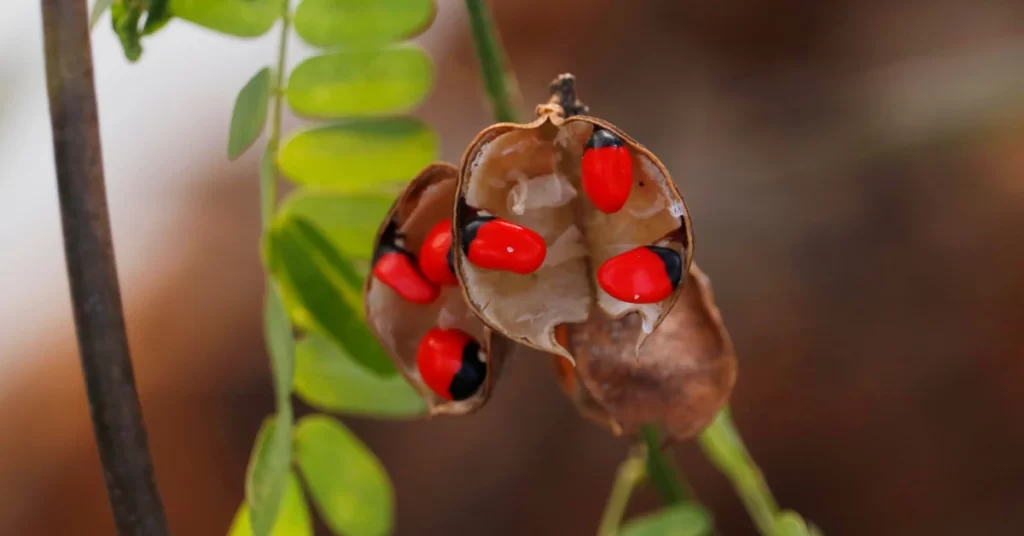 How to Grow Abrus Precatorius in India? 4 Abrus precatorius