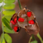 How to Grow Abrus Precatorius in India? 8 Abrus precatorius