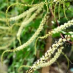 How to Grow Anredera Cordifolia (Madeira Vine) in India? 8 Anredera Cordifolia, Madeira vine