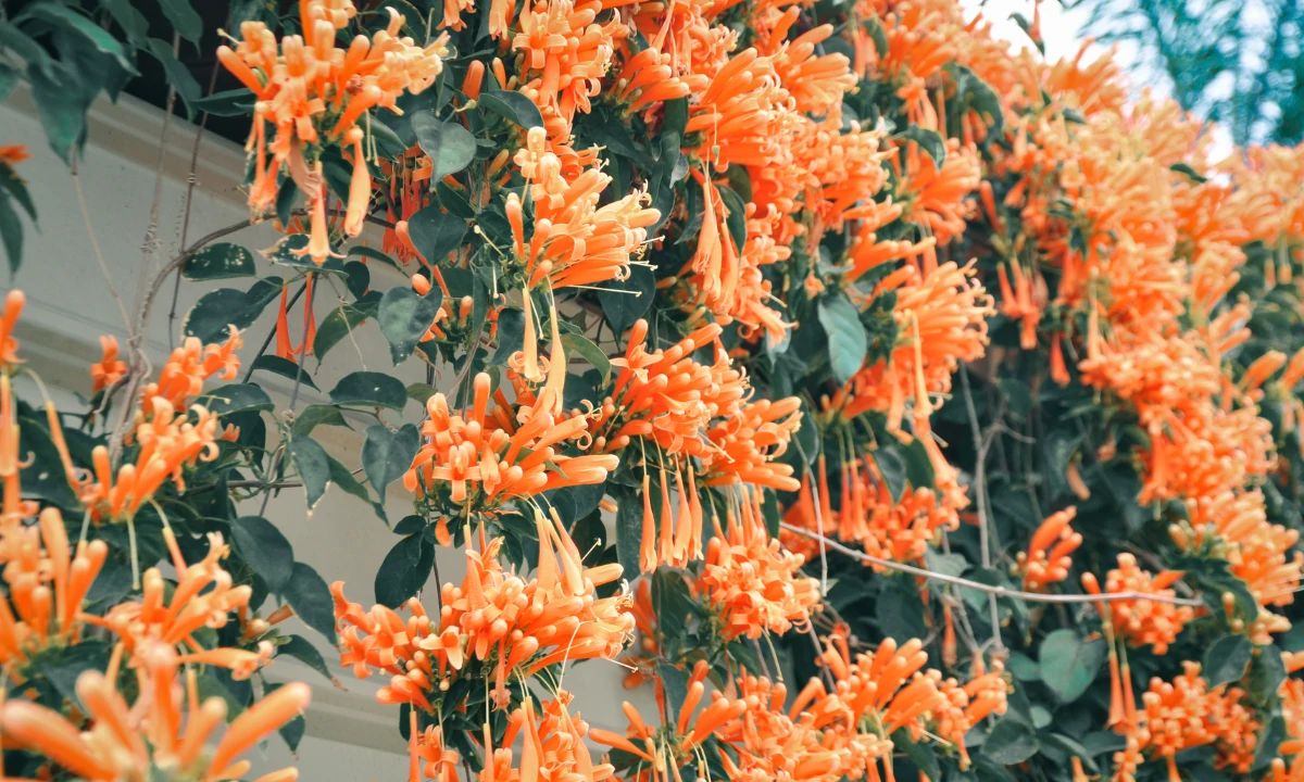 Bignonia Venusta, Pyrostegia Venusta