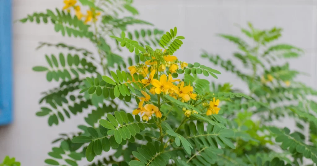 Golden Shower Tree Grow and Care | Cassia Fistula Propagation 2 Golden Shower Tree, Cassia Fistula