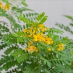 Golden Shower Tree Grow and Care | Cassia Fistula Propagation 9 Golden Shower Tree, Cassia Fistula
