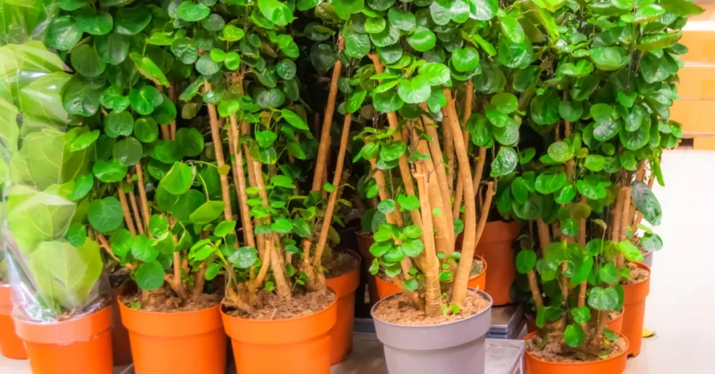 How to Grow Polyscias Scutellaria? 7 Polyscias Scutellaria, Fabian aralia, shield aralia