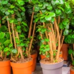How to Grow Polyscias Scutellaria? 13 Polyscias Scutellaria, Fabian aralia, shield aralia