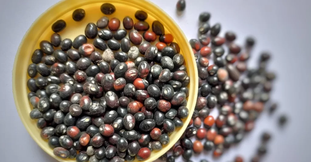 How to Grow Abrus Precatorius in India? 7 Abrus precatorius
