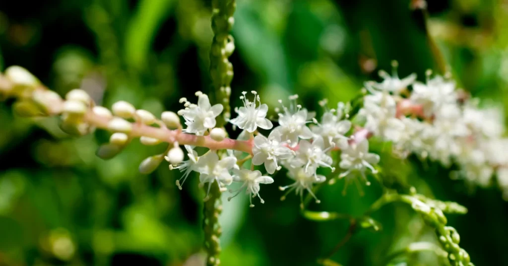 How to Grow Anredera Cordifolia (Madeira Vine) in India? 5 Anredera Cordifolia, Madeira vine