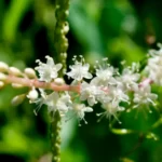How to Grow Anredera Cordifolia (Madeira Vine) in India? 10 Anredera Cordifolia, Madeira vine