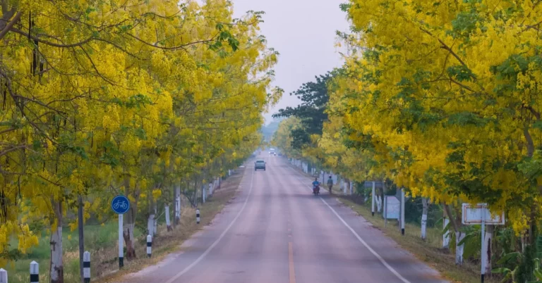 Golden Shower Tree, Cassia Fistula