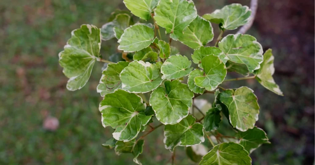 How to Grow Polyscias Scutellaria? 6 Polyscias Scutellaria, Fabian aralia, shield aralia