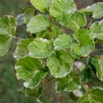 How to Grow Polyscias Scutellaria? 9 Polyscias Scutellaria, Fabian aralia, shield aralia