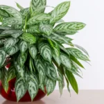 How to Grow Aglaonema Silver Queen? 9 Aglaonema Silver Queen, Chinese evergreen, Painted drop tongue, The poison dart plant