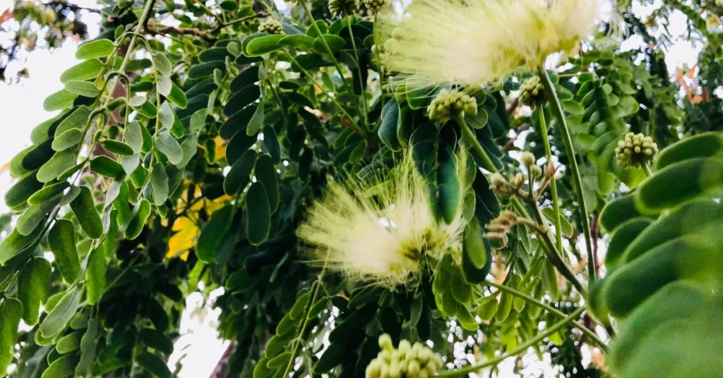 How to Grow Albizia Lebbeck | Indian Siris Care 5 Albizia Lebbeck, Indian Siris, Woman’s Tongue Tree, pink siris,Shirish