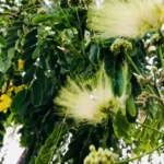 How to Grow Albizia Lebbeck | Indian Siris Care 14 Albizia Lebbeck, Indian Siris, Woman’s Tongue Tree, pink siris,Shirish