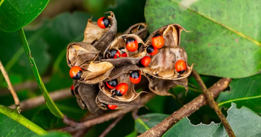 How to Grow Abrus Precatorius in India? 3 Abrus precatorius