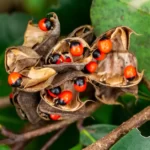 How to Grow Abrus Precatorius in India? 10 Abrus precatorius
