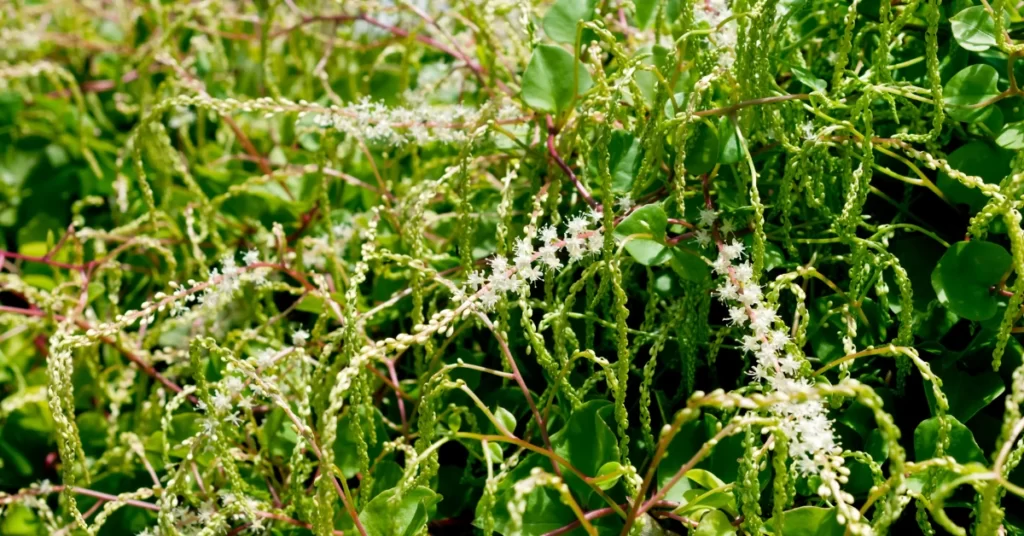 How to Grow Anredera Cordifolia (Madeira Vine) in India? 6 Anredera Cordifolia, Madeira vine
