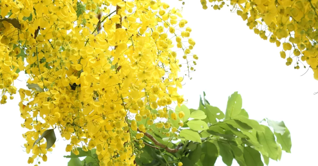 Golden Shower Tree Grow and Care | Cassia Fistula Propagation 7 Golden Shower Tree, Cassia Fistula