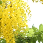 Golden Shower Tree Grow and Care | Cassia Fistula Propagation 12 Golden Shower Tree, Cassia Fistula