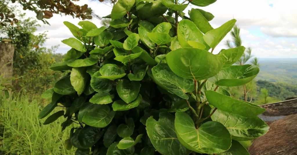 How to Grow Polyscias Scutellaria? 5 Polyscias Scutellaria, Fabian aralia, shield aralia
