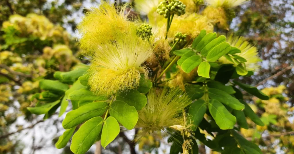 How to Grow Albizia Lebbeck | Indian Siris Care 7 Albizia Lebbeck, Indian Siris, Woman’s Tongue Tree, pink siris,Shirish