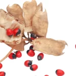 How to Grow Abrus Precatorius in India? 11 Abrus precatorius
