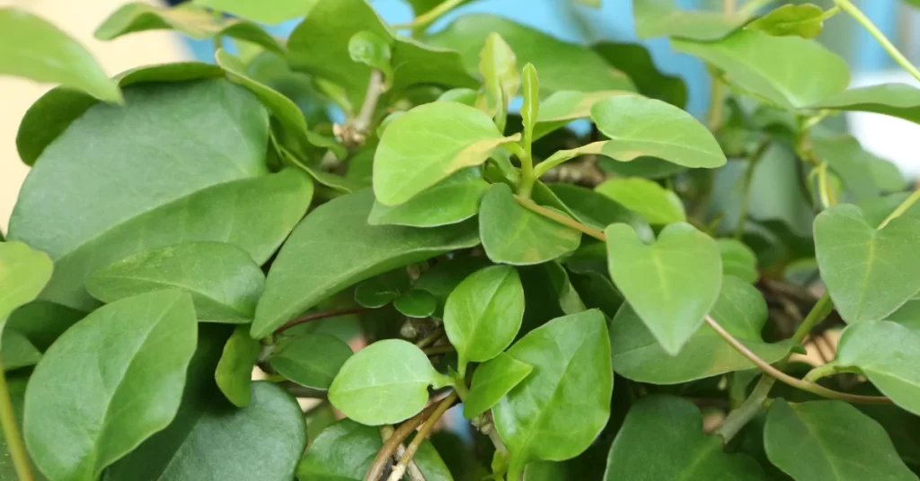 How to Grow Anredera Cordifolia (Madeira Vine) in India? 3 Anredera Cordifolia, Madeira vine