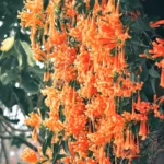 How to Grow Flame Vine | Pyrostegia Venusta Care? 11 Bignonia Venusta, Pyrostegia Venusta