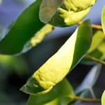 How to Grow Polyscias Scutellaria? 12 Polyscias Scutellaria, Fabian aralia, shield aralia