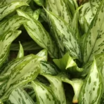 How to Grow Aglaonema Silver Queen? 12 Aglaonema Silver Queen, Chinese evergreen, Painted drop tongue, The poison dart plant