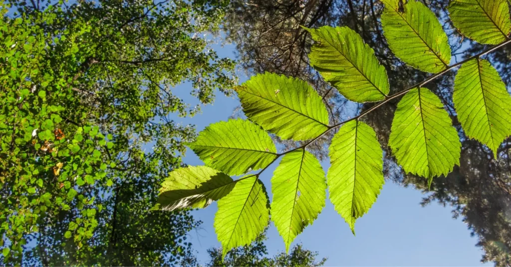How to Grow Albizia Lebbeck | Indian Siris Care 3 Albizia Lebbeck, Indian Siris, Woman’s Tongue Tree, pink siris,Shirish