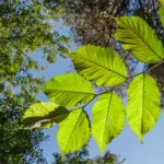 How to Grow Albizia Lebbeck | Indian Siris Care 12 Albizia Lebbeck, Indian Siris, Woman’s Tongue Tree, pink siris,Shirish