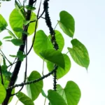 How to Grow Anredera Cordifolia (Madeira Vine) in India? 9 Anredera Cordifolia, Madeira vine