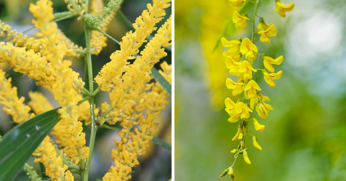 Acacia auriculiformis, earleaf acacia, akashmoni ,earpod wattle