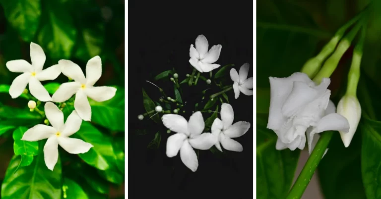 Propagate Tabernaemontana divaricata, jasmine, crape jasmine